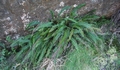 Blechnum spicant #135.jpg