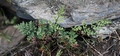 Cheilanthes hispanica #077.jpg