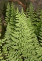 Cystopteris diaphana #128.jpg