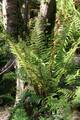 Dryopteris affinis 01.jpg