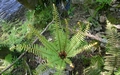Dryopteris affinis #072.jpg