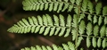 Dryopteris guanchica #145.jpg
