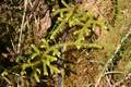 Lycopodiella cernua 01.jpg