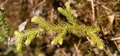 Lycopodium clavatum #147.jpg