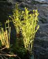 Osmunda regalis 04.jpg