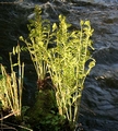 Osmunda regalis #032.jpg