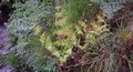 Osmunda regalis #134.jpg