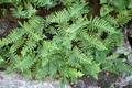 Polypodium cambricum 03.jpg