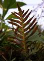 Polypodium cambricum 04.jpg