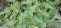 Polypodium cambricum #096.jpg