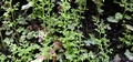 Anogramma leptophylla #169.jpg