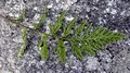 Asplenium-adiantum-nigrum-0.jpg
