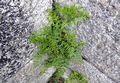 Asplenium-adiantum-nigrum-1.jpg