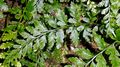 Asplenium-billotii-01.jpg