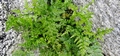 Asplenium billotii #174.jpg
