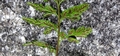 Asplenium billotii #175.jpg