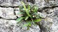 Asplenium-ceterach-03.jpg