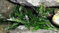 Asplenium-marinum-01.jpg