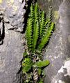 Asplenium-marinum-09.jpg