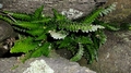 Asplenium marinum #187.jpg