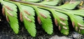 Asplenium marinum #188.jpg