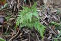 Asplenium-onopteris-02.jpg