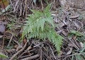 Asplenium onopteris #091.jpg