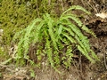 Asplenium trichomanes #063.jpg