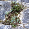 Aspleniums #104.jpg