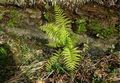 Athyrium-filix-femina.jpg