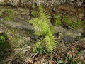 Athyrium filix-femina #119.jpg