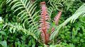 Blechnum-braziliense.jpg
