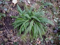 Blechnum spicant #085.jpg