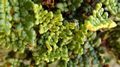 Cheilanthes-hispanica-02.jpg