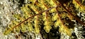 Cheilanthes hispanica #022.jpg