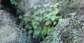 Culcita macrocarpa #010.jpg