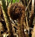 Cyathea-sp.-02.jpg