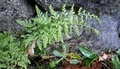 Cystopteris diaphana #045.jpg