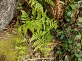 Dryopteris dilatata #064.jpg