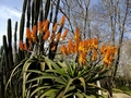 Jardim Bot�nico do Porto #026.jpg