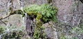 Polypodium cambricum #084.jpg