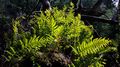 Polypodium-sp.-02.jpg