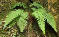 Polystichum-setiferum-01.jpg