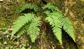 Polystichum setiferum #067.jpg