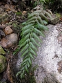 Woodwardia radicans #086.jpg