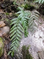 Woodwardia radicans #087.jpg