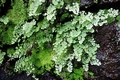 Adiantum capillus-veneris C01.jpg