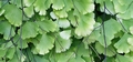 Adiantum capillus-veneris G01.jpg