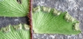 Adiantum incisum C03.jpg