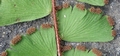 Adiantum incisum F02.jpg
